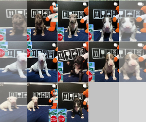 Bull Terrier Puppy for sale in PEMBROKE PINES, FL, USA