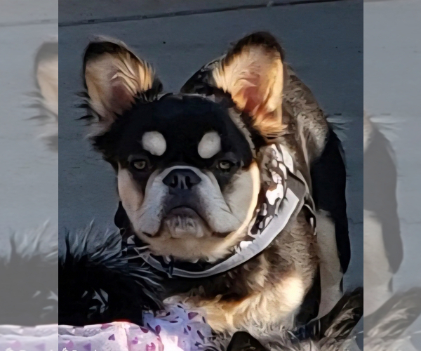 Medium Photo #5 French Bulldog Puppy For Sale in LOUISVILLE, KY, USA
