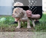 Small Photo #2 American Bully Puppy For Sale in SANTA CRUZ, CA, USA