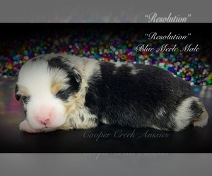 Miniature Australian Shepherd Puppy for sale in SMITHVILLE, AR, USA