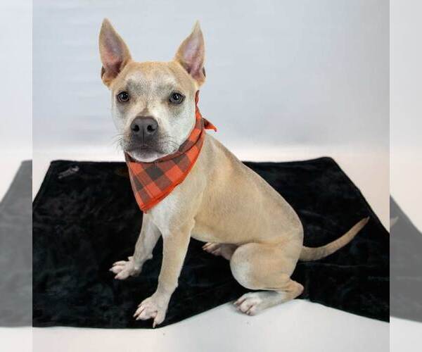 Medium Photo #4 Bulldog-Unknown Mix Puppy For Sale in Kennesaw, GA, USA