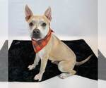 Small #3 Bulldog Mix