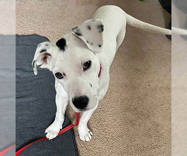 Medium Photo #1 Mutt Puppy For Sale in Lake Wylie, SC, USA