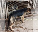 Small #1 German Shepherd Dog
