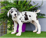 Small Photo #51 Great Dane Puppy For Sale in WAKARUSA, IN, USA