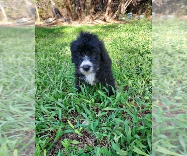 Medium Photo #8 Bordoodle Puppy For Sale in COPPERAS COVE, TX, USA