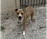 Small #1 American Pit Bull Terrier Mix