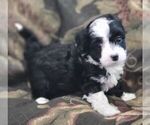 Puppy 2 Aussiedoodle Miniature 