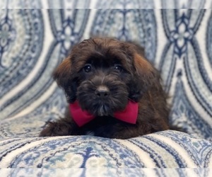 Poodle (Miniature)-Shorkie Tzu Mix Puppy for sale in LAKELAND, FL, USA