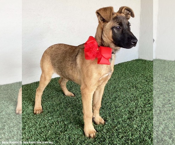 Medium Photo #2 German Shepherd Dog-Unknown Mix Puppy For Sale in San Diego, CA, USA
