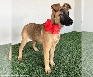 Clara - Female German Shepherd Dog-Unknown Mix Dog for Adoption - Photo #2