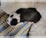 Small Photo #216 Border Collie Puppy For Sale in NORBORNE, MO, USA