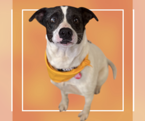 Bulldog-Pointer Mix Dogs for adoption in Rockville, MD, USA