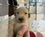 Puppy White Auggie Golden Retriever