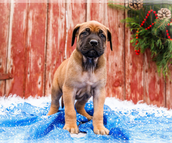 Medium Photo #27 Mastiff Puppy For Sale in WAKARUSA, IN, USA
