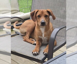 Mountain Cur-Unknown Mix Dogs for adoption in Aurora, IN, USA