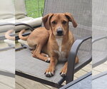Small Mountain Cur Mix
