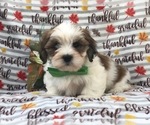 Small Photo #13 Lhasa Apso Puppy For Sale in LAKELAND, FL, USA