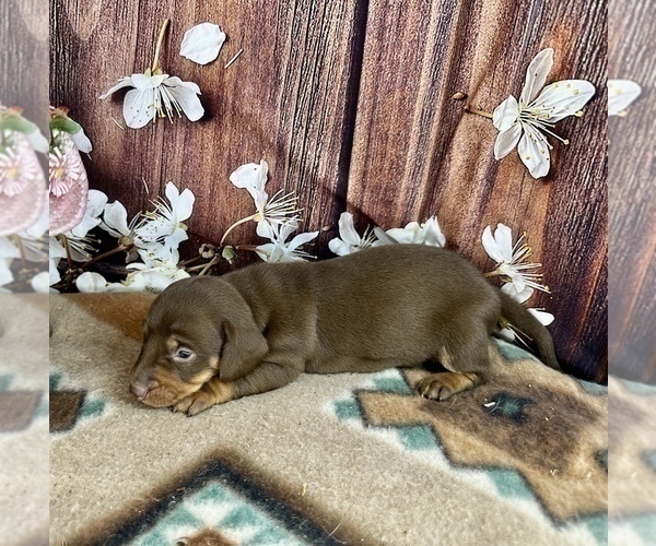 Medium Photo #7 Dachshund Puppy For Sale in CASSVILLE, MO, USA