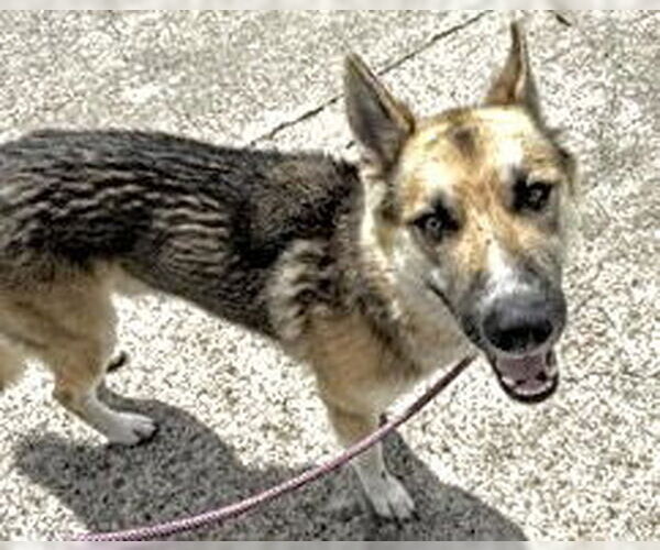 Medium Photo #1 German Shepherd Dog Puppy For Sale in Houston, TX, USA