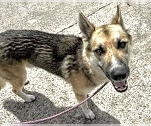 German Shepherd Dog Dogs for adoption in Houston, TX, USA
