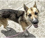 Small German Shepherd Dog