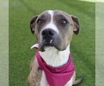 Small American Staffordshire Terrier Mix