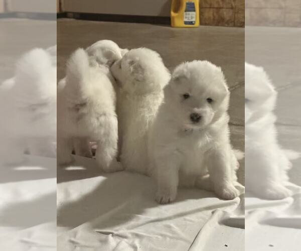 Medium Photo #6 Samoyed Puppy For Sale in DALY CITY, CA, USA