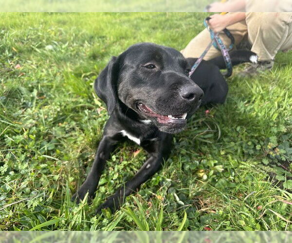 Medium Photo #1 Labrador Retriever-Unknown Mix Puppy For Sale in McKinleyville, CA, USA