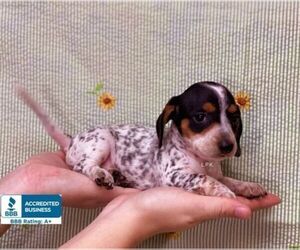 Dachshund Puppy for sale in WINNSBORO, LA, USA