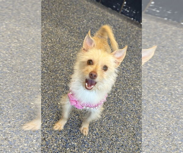 Medium Photo #3 Chihuahua-Unknown Mix Puppy For Sale in Phoenix, AZ, USA