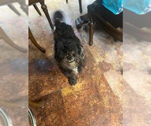 Cock-A-Tzu Dogs for adoption in San Antonio, TX, USA