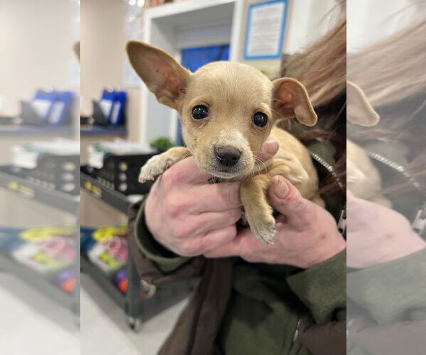 Medium Photo #4 Chihuahua Puppy For Sale in Bellevue, WA, USA