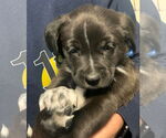 Small #5 Boxer-Brittany Mix