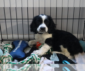 English Springer Spaniel Puppy for sale in FALLBROOK, CA, USA
