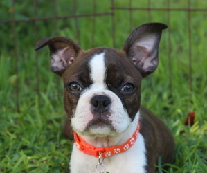 Boston Terrier Puppy for sale in BROOKSVILLE, FL, USA