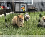 Small #1 Pomeranian