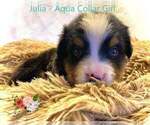 Small Photo #1 Bernese Mountain Dog Puppy For Sale in CLINTON, MO, USA