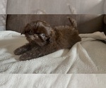 Small Shih Tzu