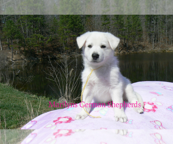 Medium Photo #2 German Shepherd Dog Puppy For Sale in PIEDMONT, MO, USA