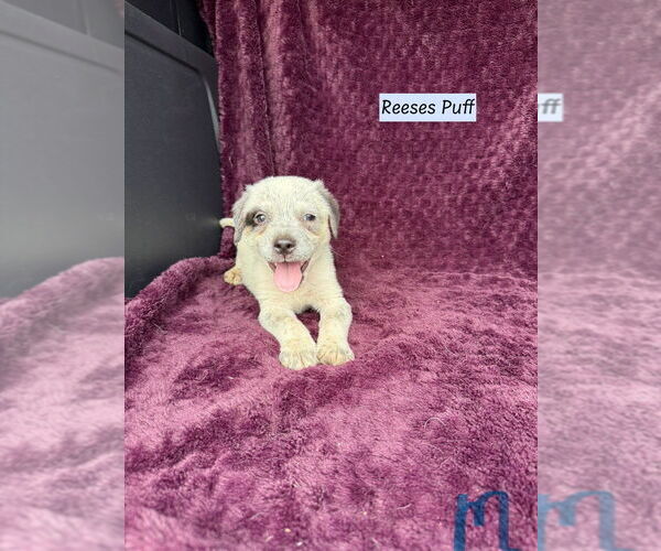 Medium Photo #1 Mutt Puppy For Sale in Brewster, NY, USA