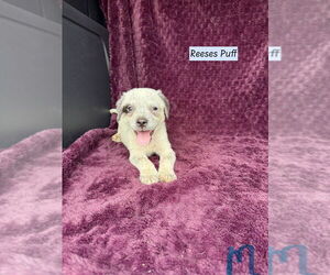 Mutt Dogs for adoption in Brewster, NY, USA