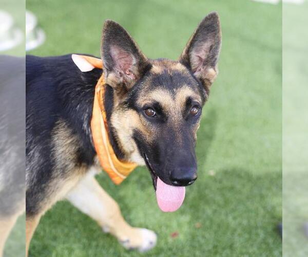 Medium Photo #1 German Shepherd Dog-Unknown Mix Puppy For Sale in San Antonio, TX, USA