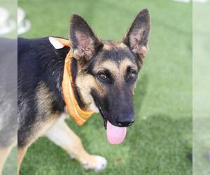 German Shepherd Dog-Unknown Mix Dogs for adoption in San Antonio, TX, USA