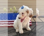 Small #10 Goldendoodle (Miniature)