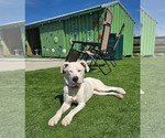 Small #7 Boxer Mix