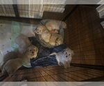 Small #9 Cock-A-Poo-Maltipoo Mix
