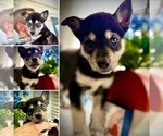 Puppy Vader Pomsky-Siberian Husky Mix