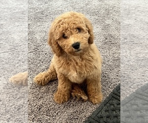 Goldendoodle (Miniature) Puppy for sale in BEECH GROVE, IN, USA