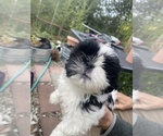 Puppy Puppy 2 Picasso Shih Tzu